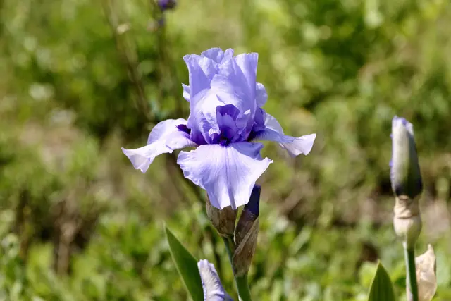 Iris | Foto: ED