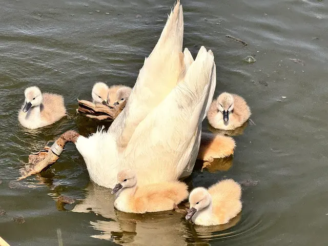 Foto: Heide Böllinger aus Bad Friedrichshall