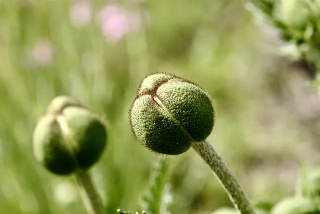 Mohn | Foto: ED