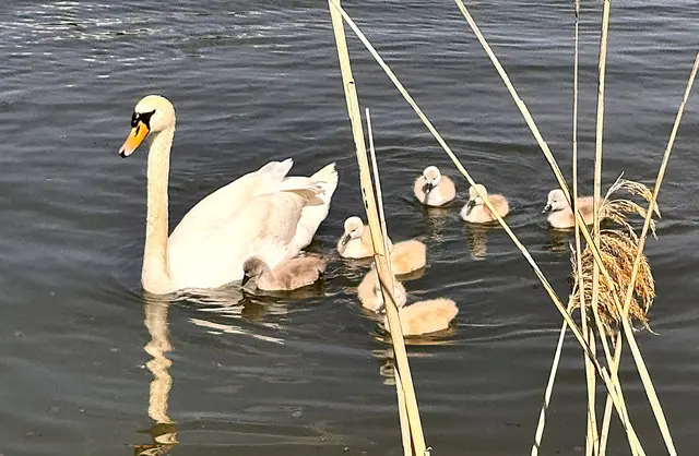 Foto: Heide Böllinger aus Bad Friedrichshall