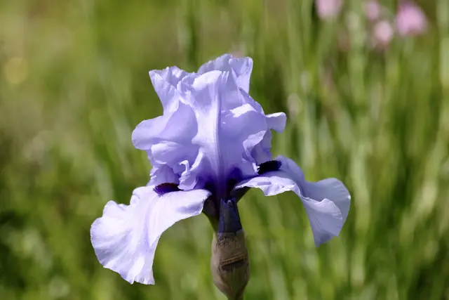 Iris | Foto: ED