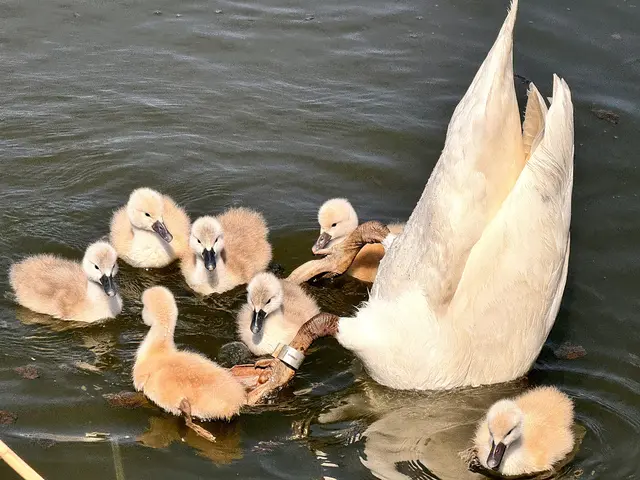 Foto: Heide Böllinger aus Bad Friedrichshall
