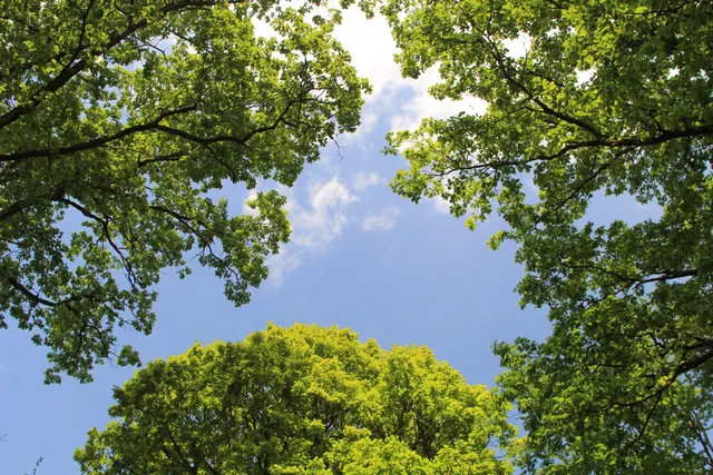 Rundwanderung im Wald bei den Limpurger Bergen