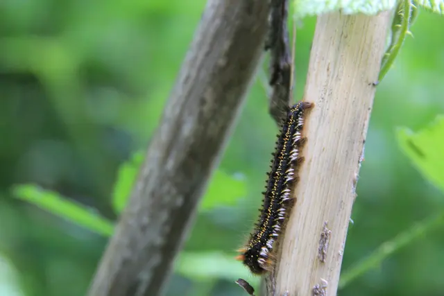 Rundwanderung im Wald bei den Limpurger Bergen