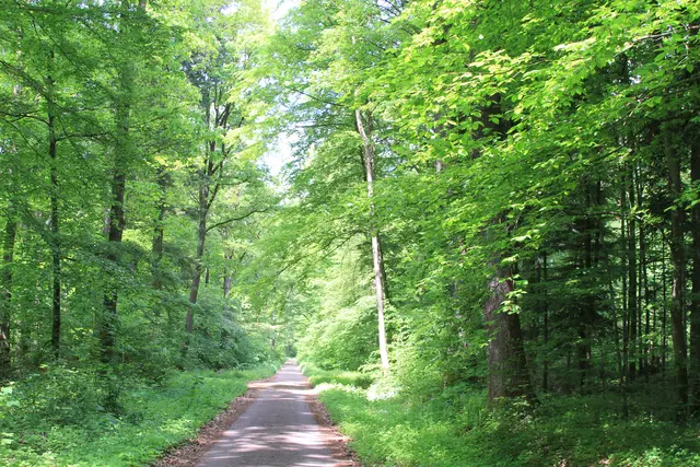 Rundwanderung im Wald bei den Limpurger Bergen
