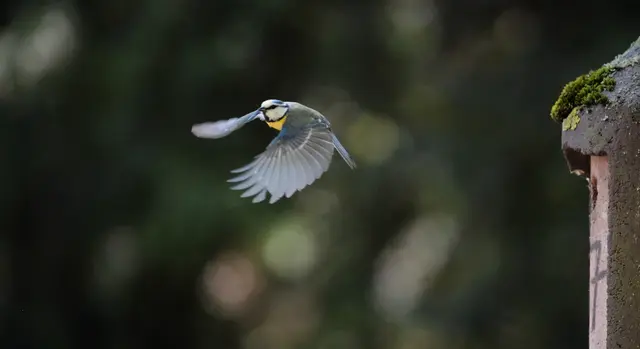 Foto: Moni Bordt