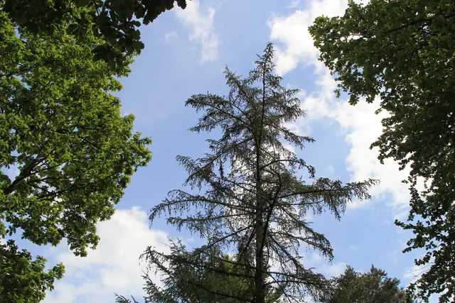Rundwanderung im Wald bei den Limpurger Bergen