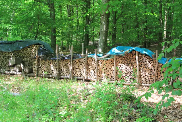 Rundwanderung im Wald bei den Limpurger Bergen