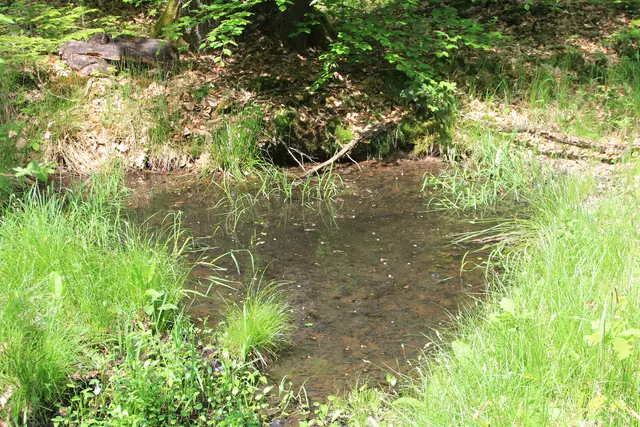 Rundwanderung im Wald bei den Limpurger Bergen