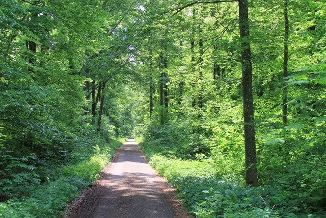 Rundwanderung im Wald bei den Limpurger Bergen