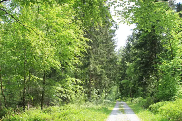 Rundwanderung im Wald bei den Limpurger Bergen