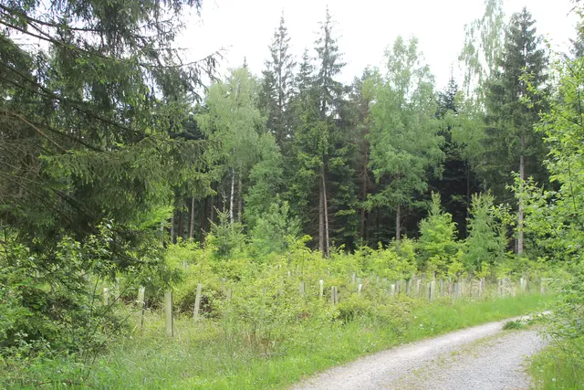 Rundwanderung im Wald bei den Limpurger Bergen