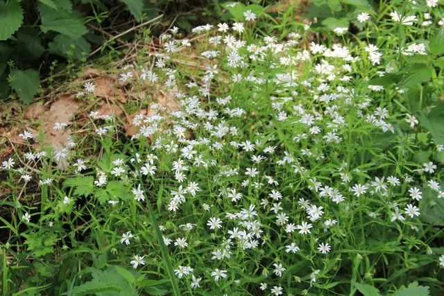 Rundwanderung im Wald bei den Limpurger Bergen