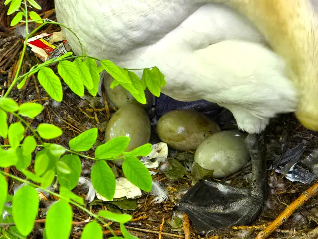 Noch befinden sich vier weitere Eier im Nest. | Foto: Heidrun Rosenberger