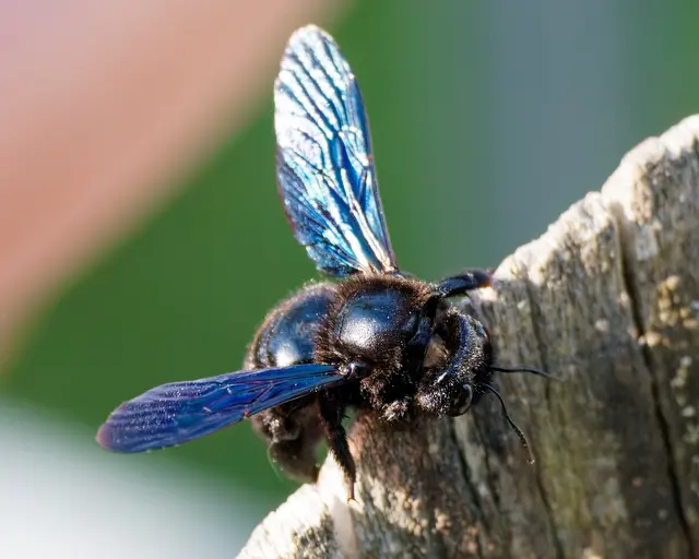 Blauschwarze Holzbiene | Foto: Jörg Haffelder