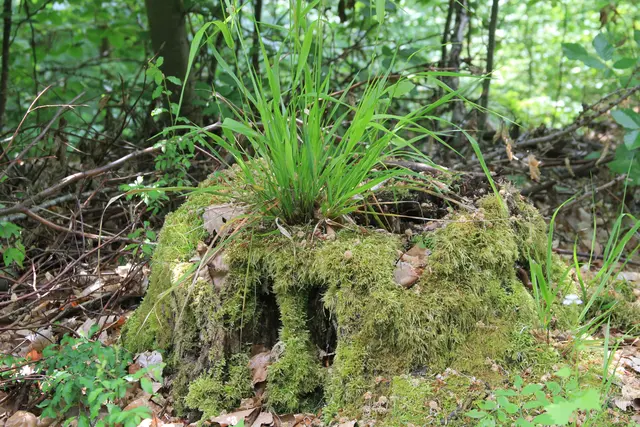 Rundwanderung im Wald bei den Limpurger Bergen