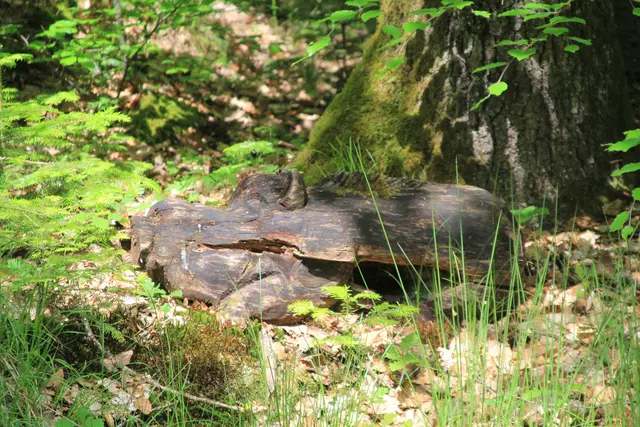Rundwanderung im Wald bei den Limpurger Bergen