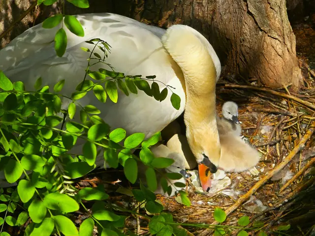 Die zerbrochenen Eierschale ist noch im Nest. | Foto: Heidrun Rosenberger