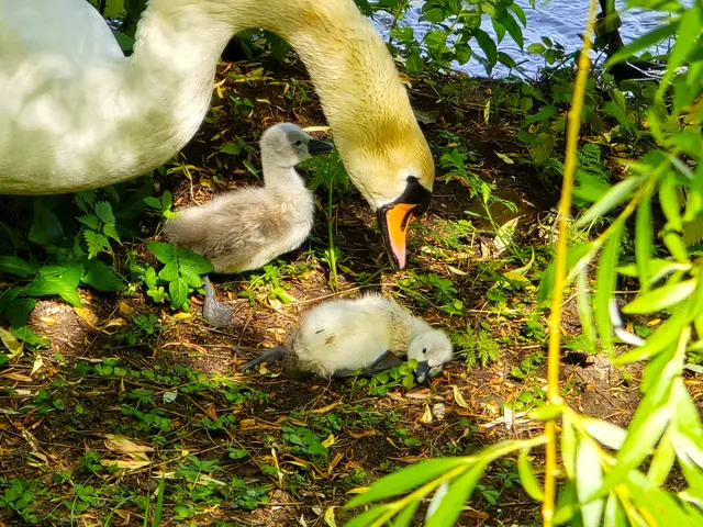 einfach umgefallen - Mama muss helfen.... | Foto: Heidrun Rosenberger