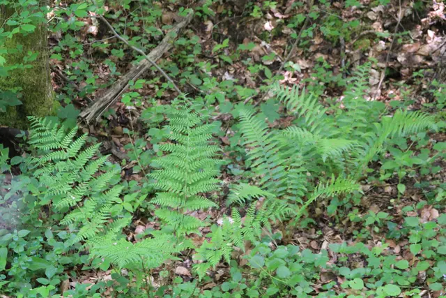 Rundwanderung im Wald bei den Limpurger Bergen