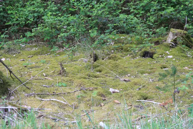 Rundwanderung im Wald bei den Limpurger Bergen