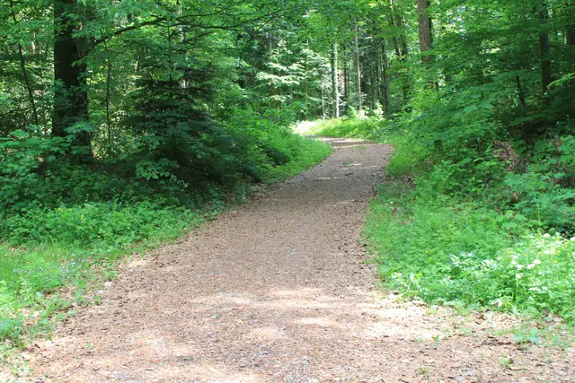 Rundwanderung im Wald bei den Limpurger Bergen