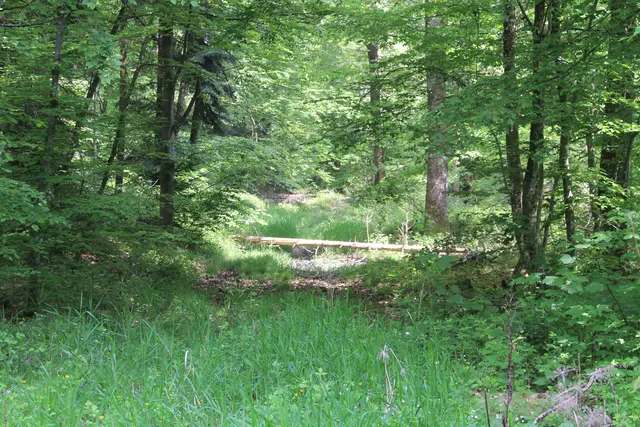 Rundwanderung im Wald bei den Limpurger Bergen