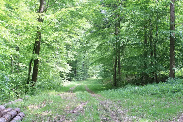 Rundwanderung im Wald bei den Limpurger Bergen
