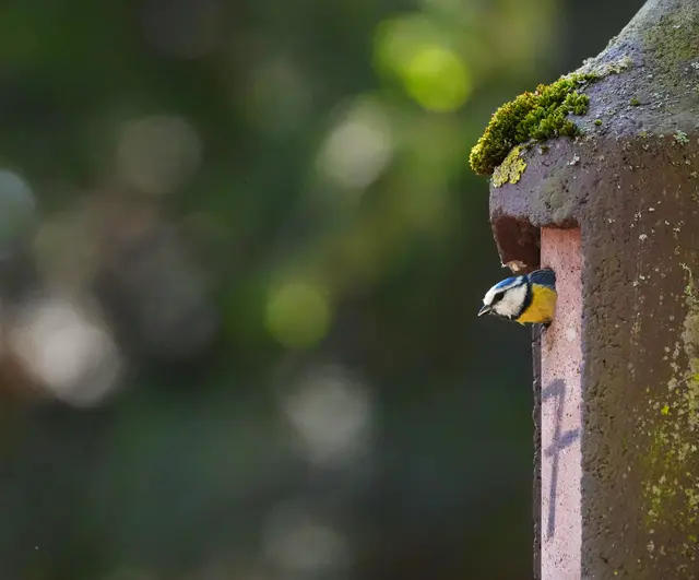 Foto: Moni Bordt