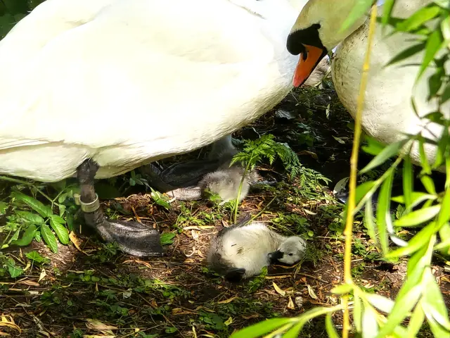 und wie kommt man dann wieder auf die Beine? | Foto: Heidrun Rosenberger