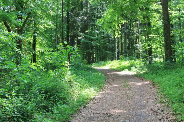 Rundwanderung im Wald bei den Limpurger Bergen
