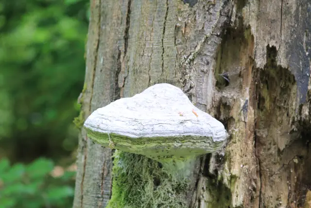 Rundwanderung im Wald bei den Limpurger Bergen