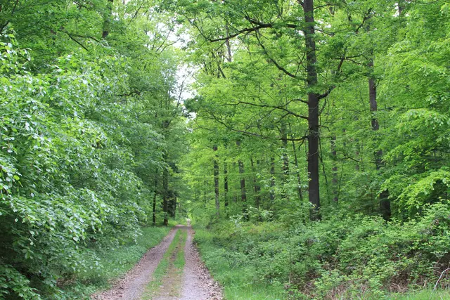Rundwanderung im Wald bei den Limpurger Bergen