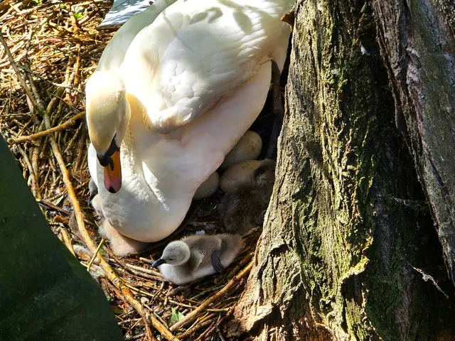 Hier ganz rechts am Baumstamm erkennt man das letztgeschlüpfte Küken. Es ist noch nicht trocken. | Foto: Heidrun Rosenberger