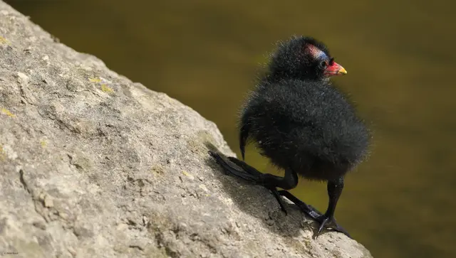 Teichhuhnküken auf einem Stein im Wasser; es sucht seine Eltern 