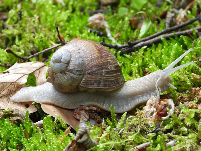 Weg da! Ich hab's eilig 🐌 | Foto: Martina Wolf