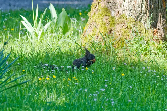 Mmmmmh - lecker! | Foto: WKY