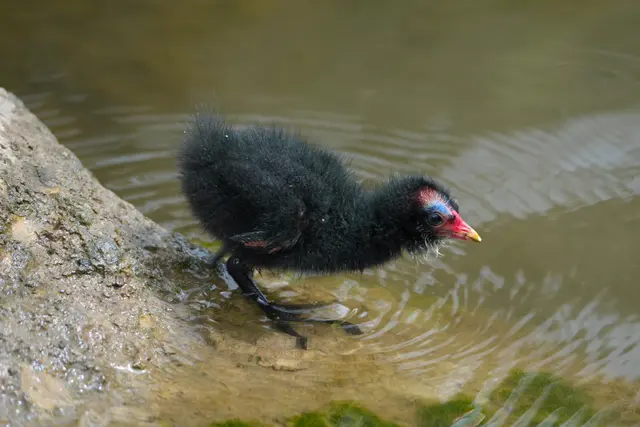 --huch ist das Wasser kalt!" | Foto: Moni Bordt