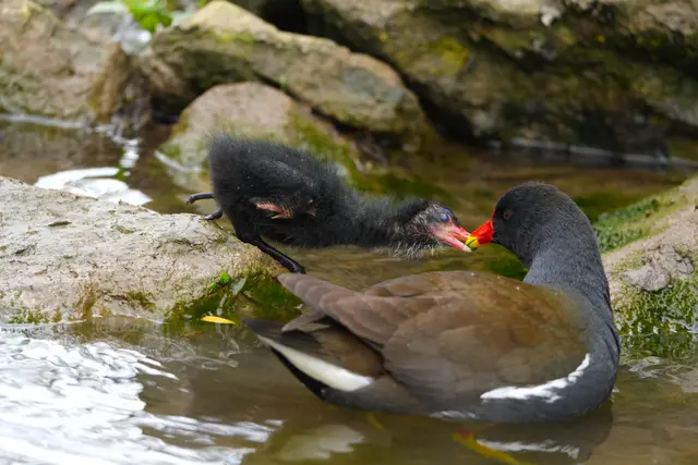 "Give me a kiss" | Foto: Moni Bordt