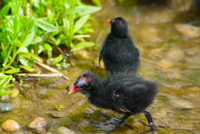..im Hintergrund: mein zickiges Geschwisterchen!" | Foto: Moni Bordt