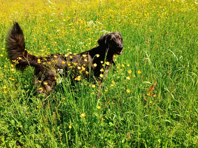 Der schwarze Hund steht inmitten der gelben Hahnenfuß-Wiese. Die gelben Blumen, hinter denen er steht, sehen aus, als ob er gelbe Punkte im Fell hätte.  Er schaut in die Kamera. 