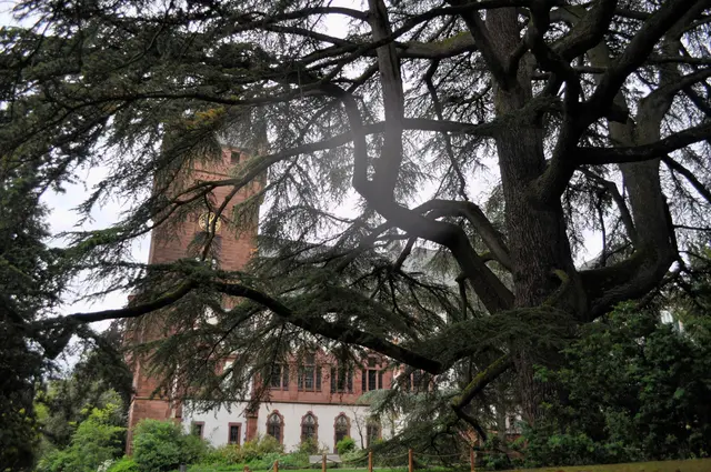 Wow, was für ein Baum! Es gibt im Schlosspark eine Libanon-Zeder die als älteste Libanon-Zeder von Deutschland gilt und schon 1720 gepflanzt worden sein soll. Aber ob es sich um diesen Baum hier auf dem Bild handelt, da bin ich mir nicht sicher.  | Foto: Daniela Somers