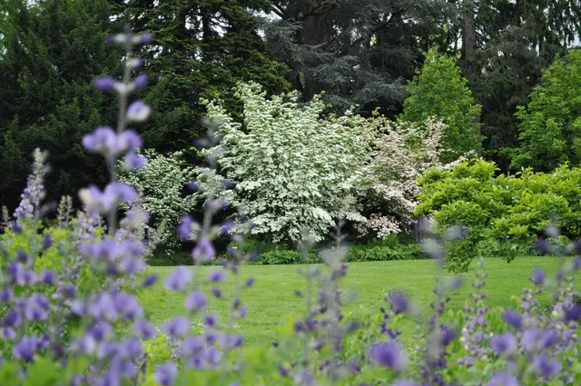 Im Hintergrund sieht man Blumen-Hartriegel. Cornus kausa. Er strahlt nur so. | Foto: Daniela Somers