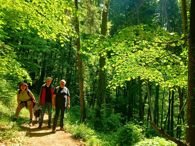 Man sieht zwei Männer und eine Frau auf einem Waldweg, sie schauen vergnügt in die Kamera, dahinter hellgrünen Buchenwald.  