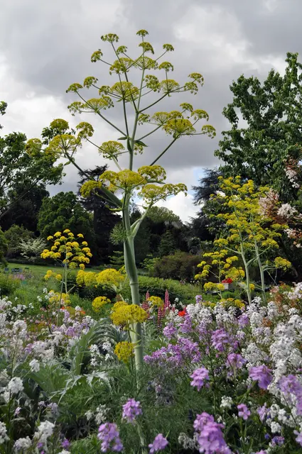 Der Staudenfenchel, Foeniculum vulgare, blüht und dominiert das Beet. | Foto: Daniela Somers