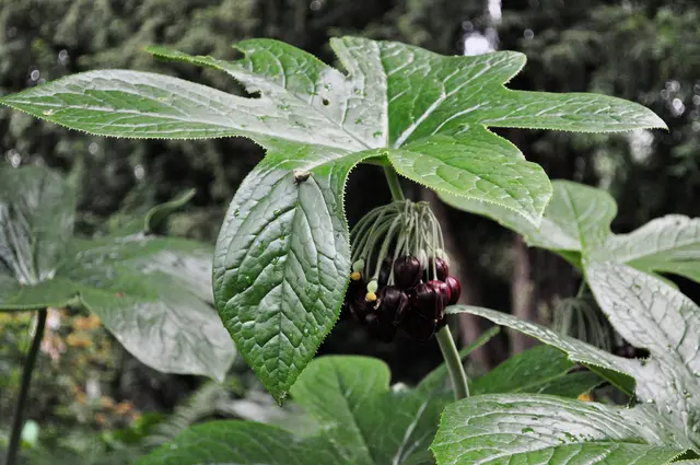 Chinesischer Maiapfel, Podophyllum pleianthum. Habe ich zuvor noch nie gesehen. | Foto: Daniela Somers