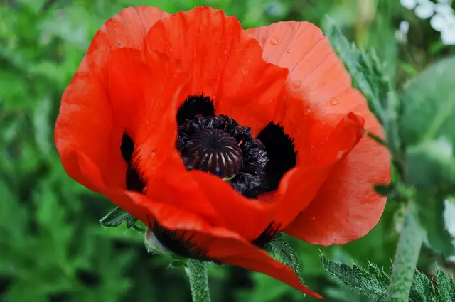 Orientalischer Mohn (Papaver orientale)  | Foto: Daniela Somers
