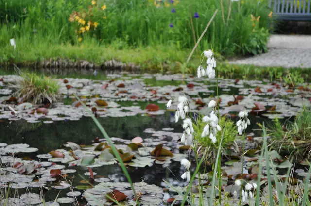 Auch ein kleiner Teich ist auf dem Gelände und zeigt was für Pflanzen dort geeignet sind. | Foto: Daniela Somers