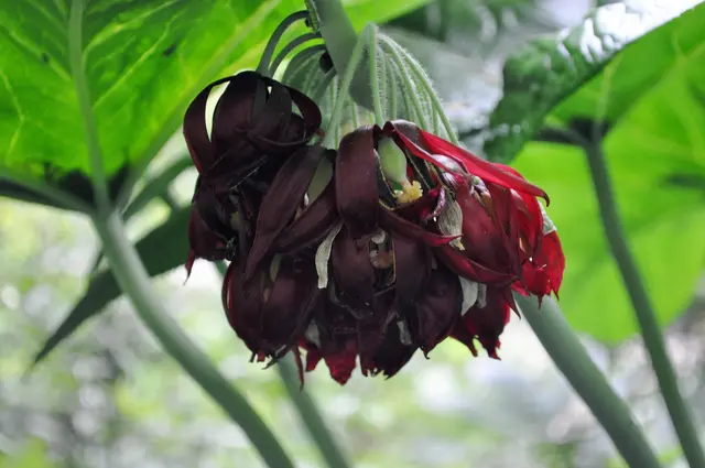 Chinesischer Maiapfel,  Podophyllum pleianthum | Foto: Daniela Somers