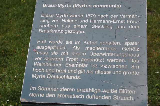 Die Erklärungstafel zur Myrte. | Foto: Daniela Somers